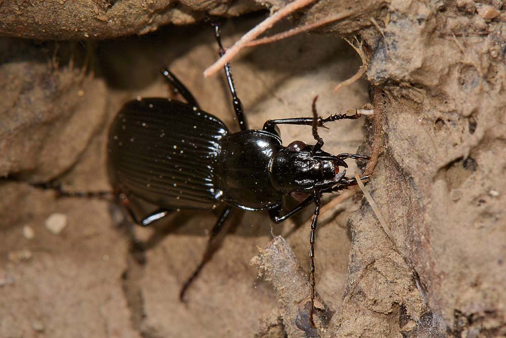 Pterostichus niger